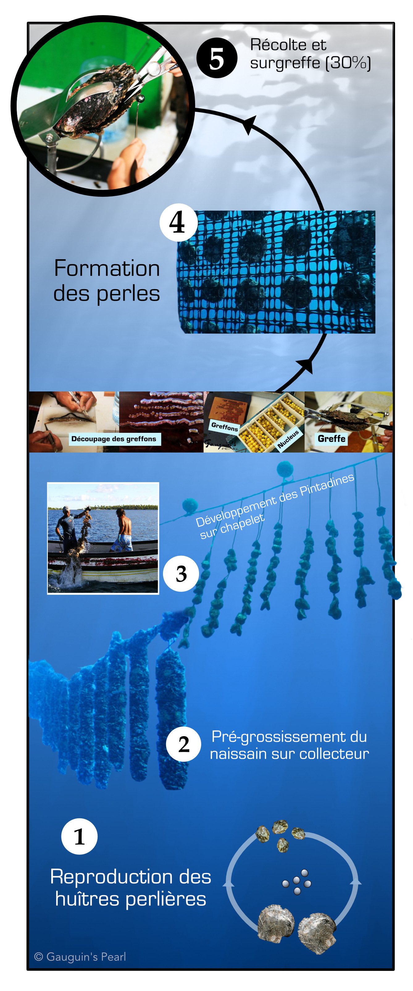 Informations sur la perle de Tahiti